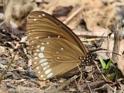 Euploea core asela (Common Indian Crow).JPG